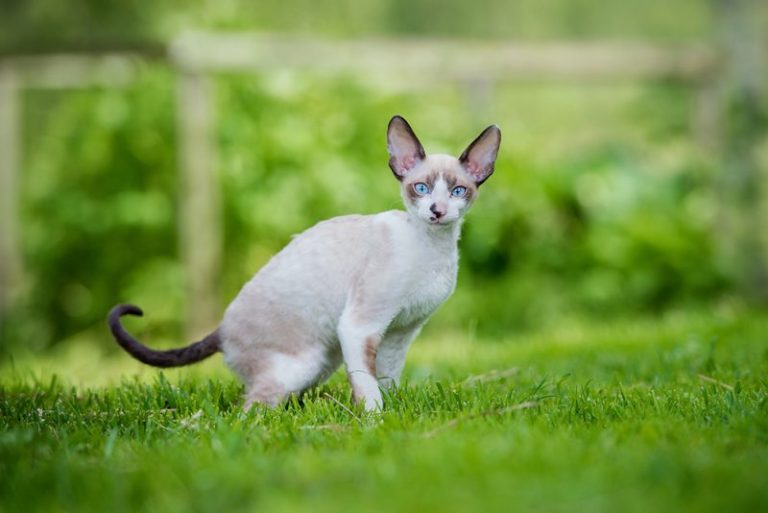 10 Cornish Rex Health Issues You Should Know (Vet Answer)